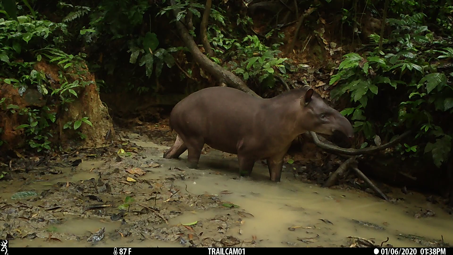 A tapir visiting a mineral lick in Yasuni, Ecuador (6/22/2023)